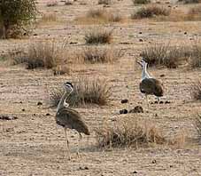 iran_desert